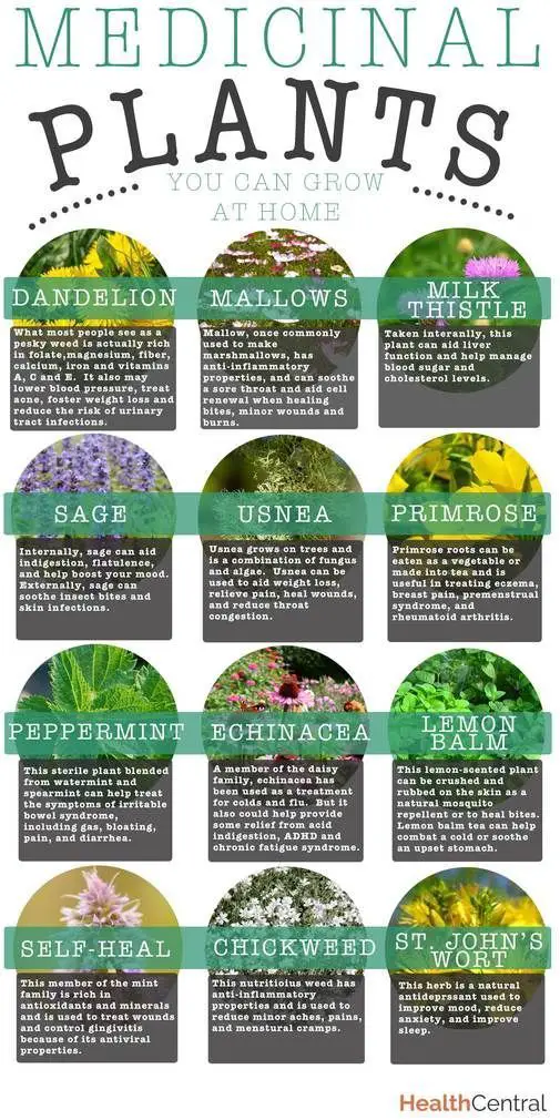 Medicinal Plants You Can Grow At Home (INFOGRAPHIC) - Diet & Exercise