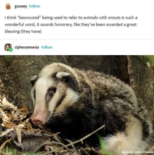 Mid-Week Animal Memes And Tweets For The Soul (June 21, 2022)