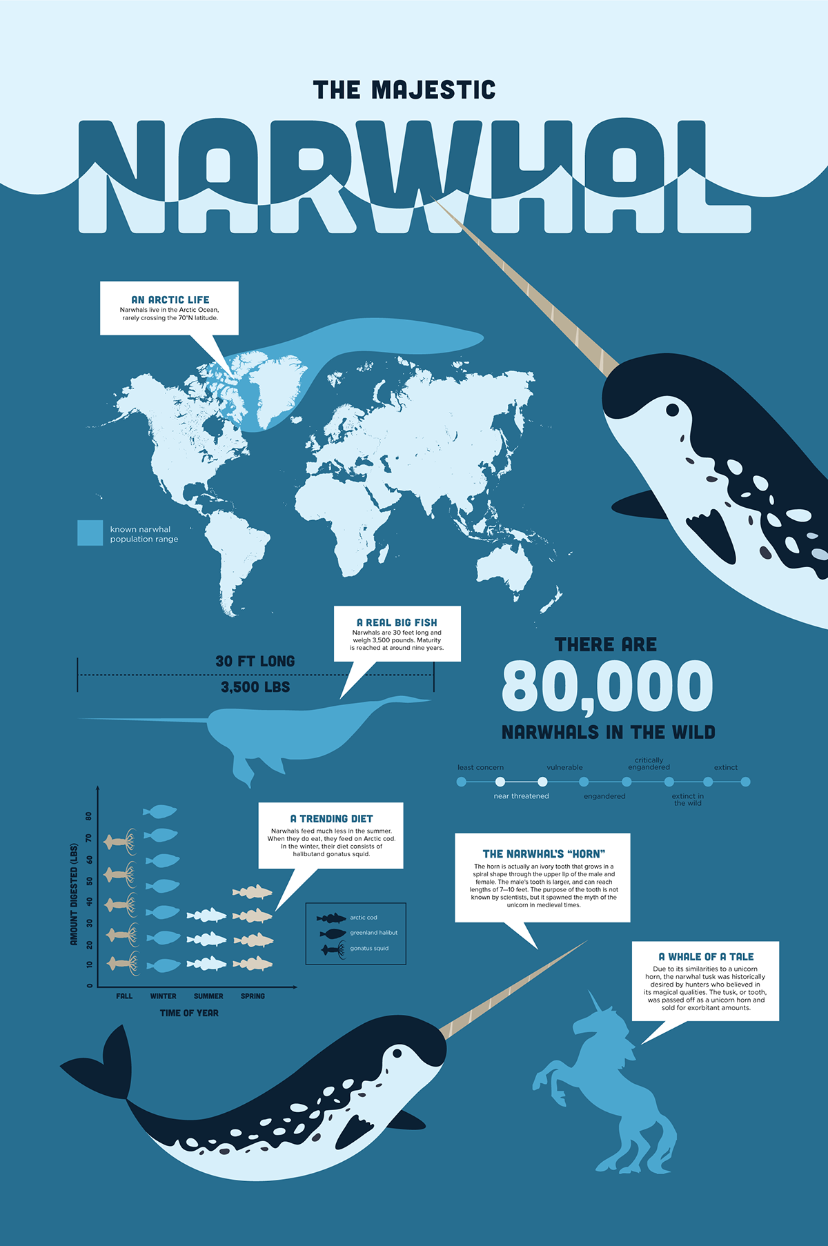 Narwhal Infographics