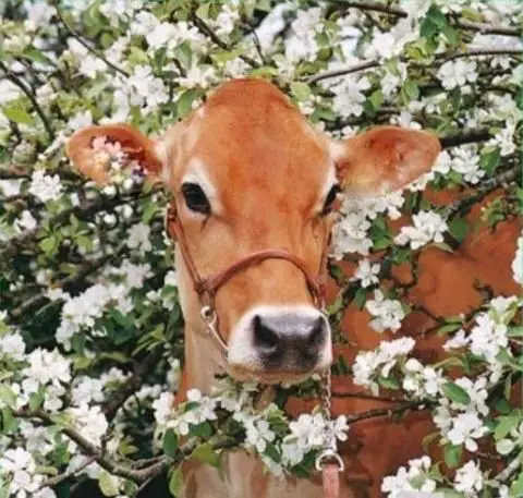 PetsLady's Pick: Adorable Springtime Cow Of The Day