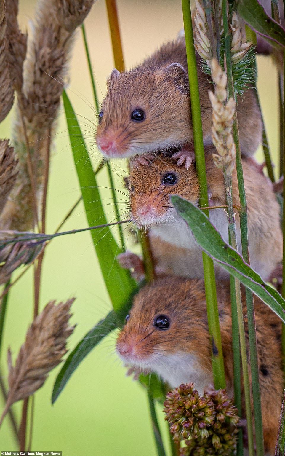 Say cheese! Amateur photographer, 17, snaps pictures of harvest mice