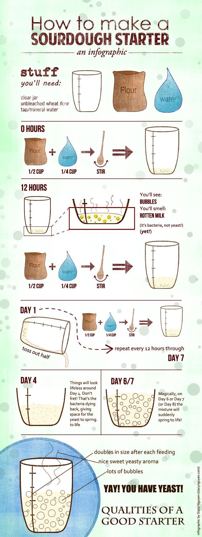 Sourdough yeast starter [infographic] and boule