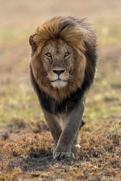 Stop what you're doing and look at this majestic lion