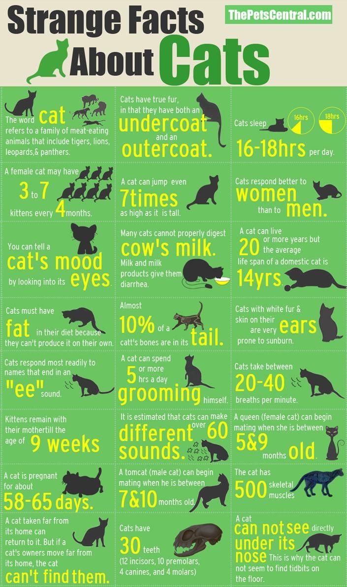 Strange Facts About Cats Infographic - Paperblog