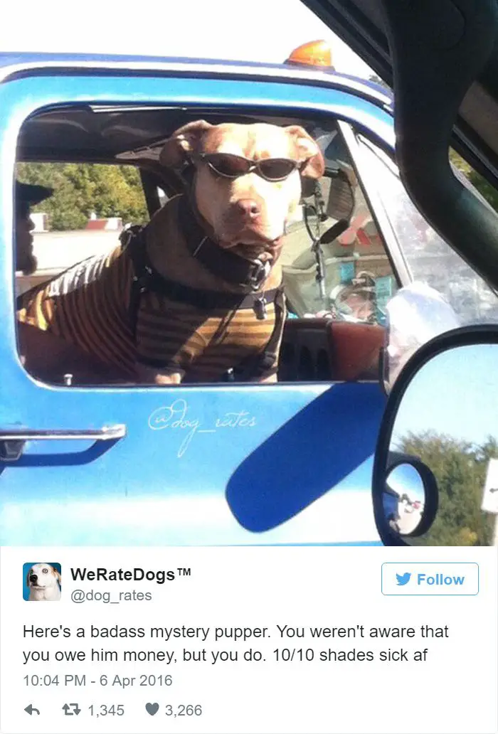 This Twitter Account Rates Dogs And It’s Hilarious