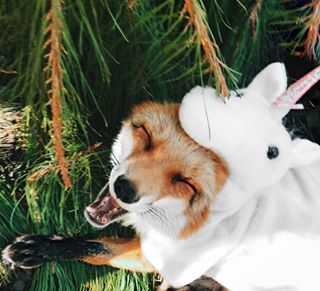 This happy fox dressed as a unicorn.