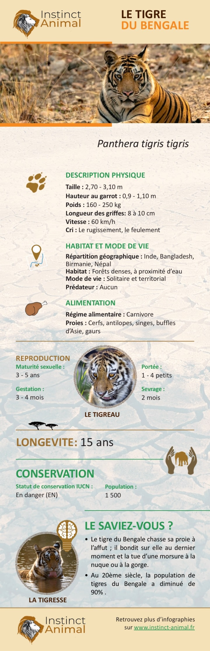 Tigre du Bengale : Fiche descriptive complète + photos - Instinct animal