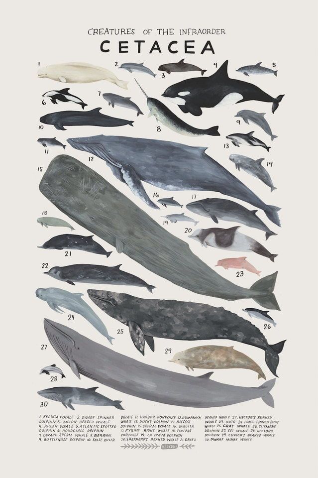 Wallpaper Whales