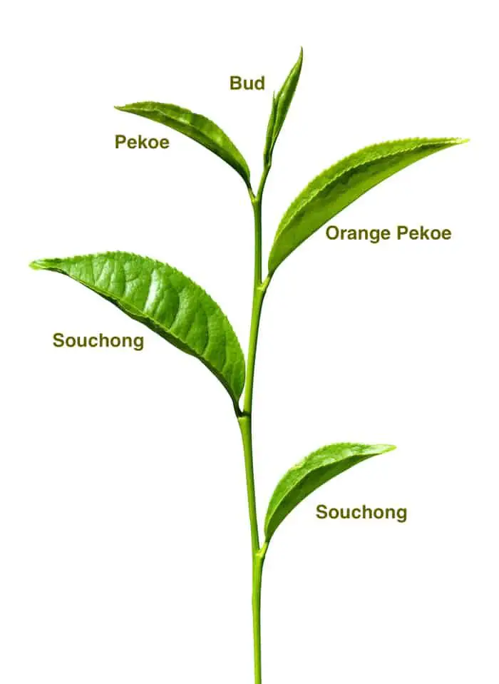 What Are The Main Tea Growing Regions In India?