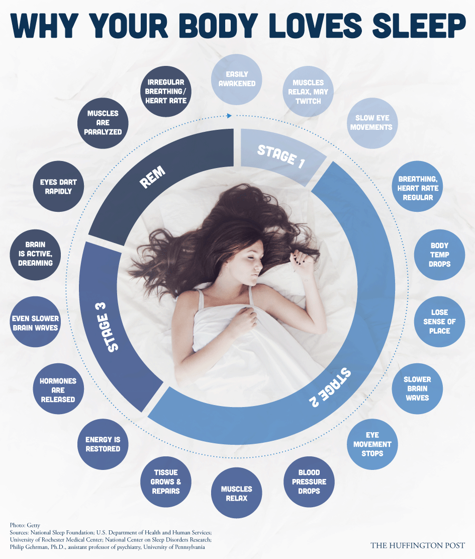 What Happens During Sleep?