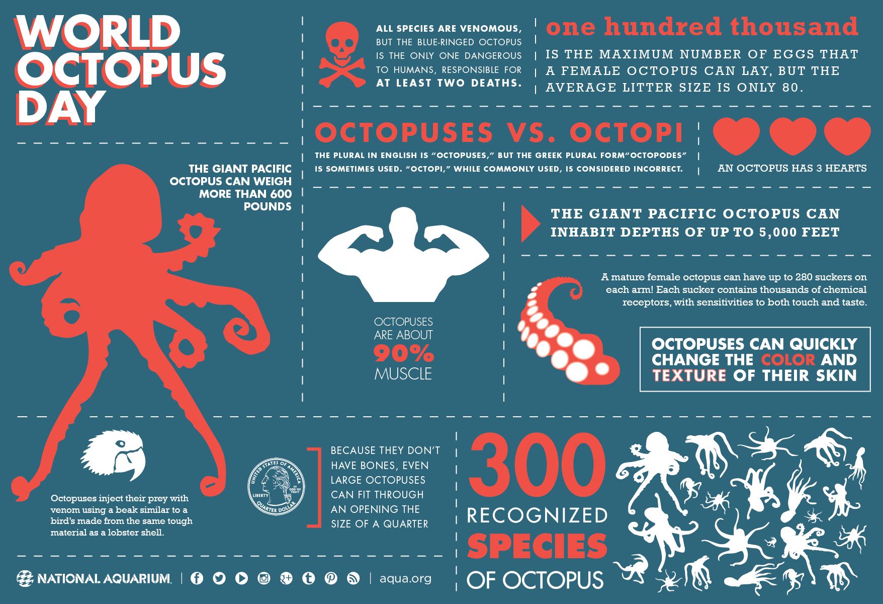 World Octopus Day | Daily Infographic