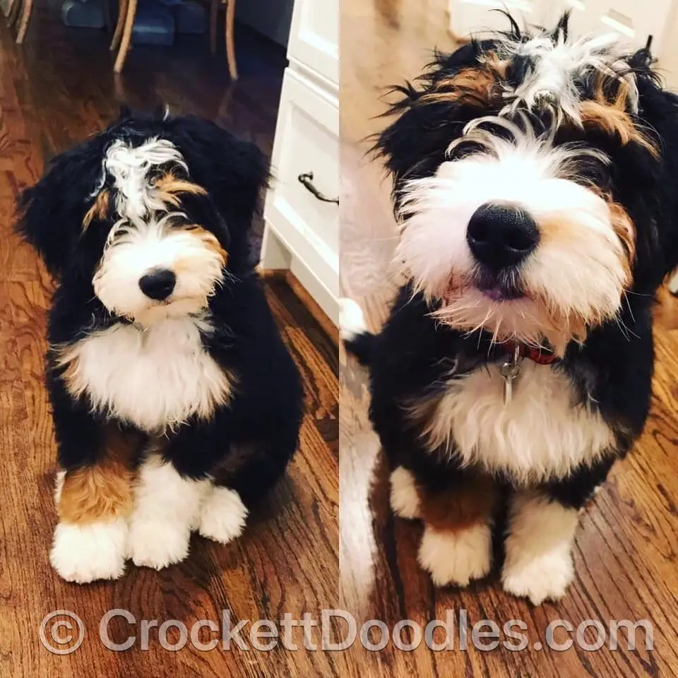 World’s Cutest Dog Ever #crockettdoodles
