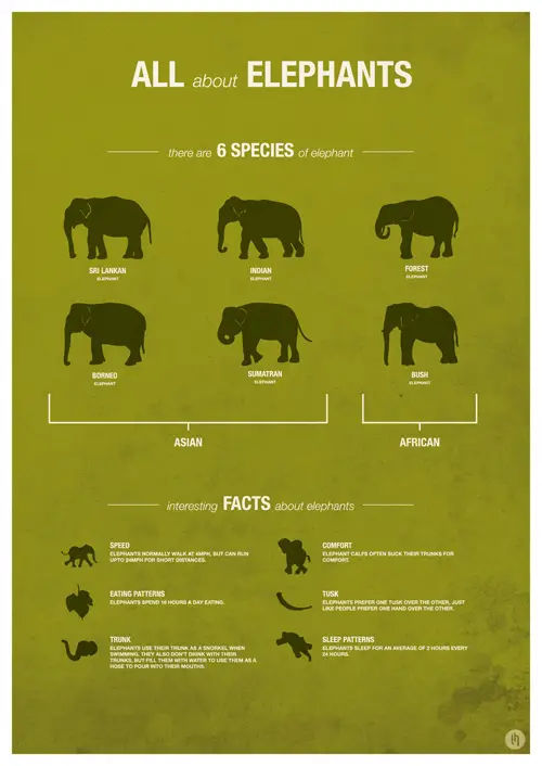 Zoo Animal Infographic Posters