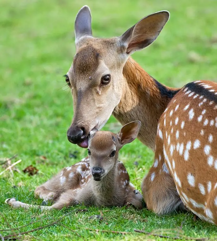 ▷ 1001 + Bilder und interessante Fakten zum Thema "Niedliche Tiere- Mutterliebe im Tierreich"