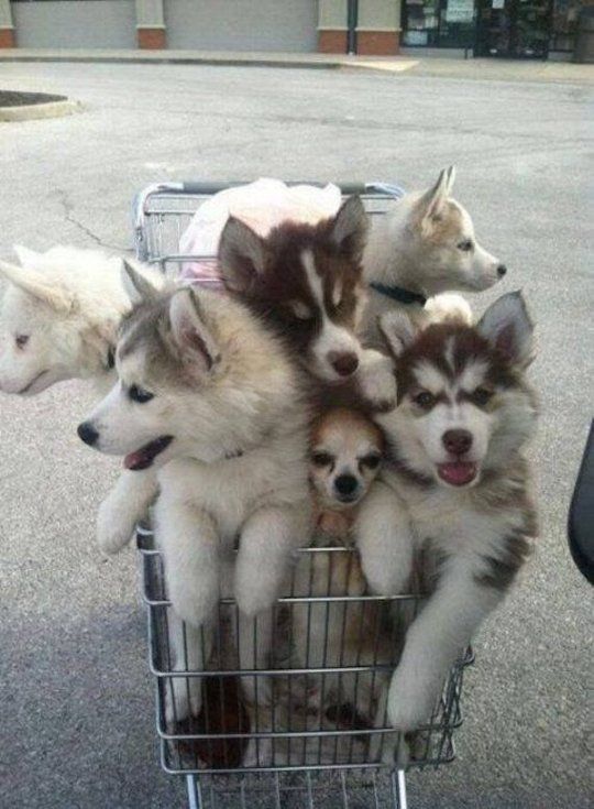 10 Baby Animals Who Know How to Grocery Shop