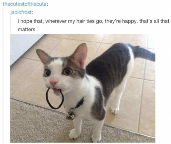 100 Tumblr Posts About Puppies And Kittens That'll Make Your Day Instantly Better