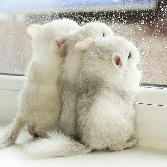 15 Images Of Baby Chinchillas That Will Melt Your Heart