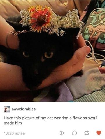 16 Tumblr Posts That Are Very, Very Cute