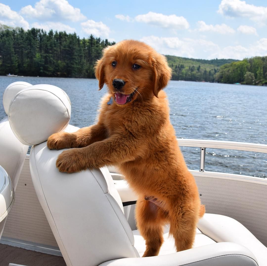 18 Reasons Golden Retrievers Are Totally Overrated