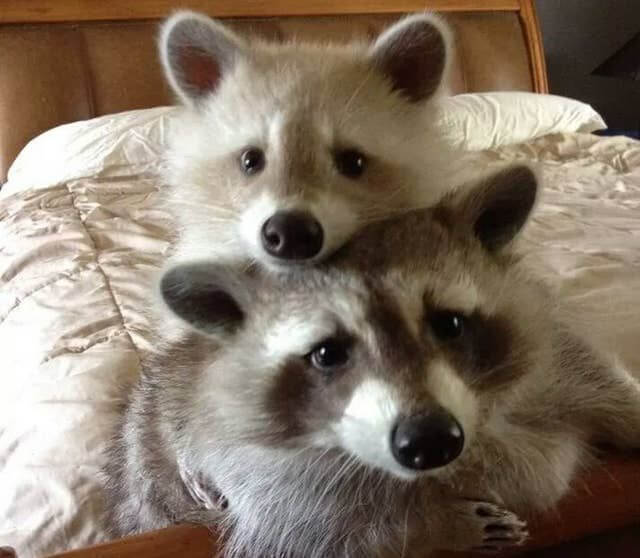 21 Raccoons Who Will Show You What It Means To Be Cute