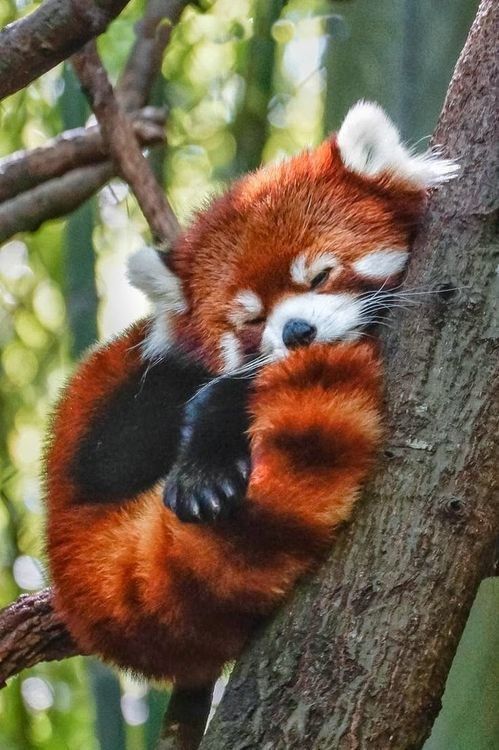 23 Animals Taking #NationalNappingDay Very Seriously