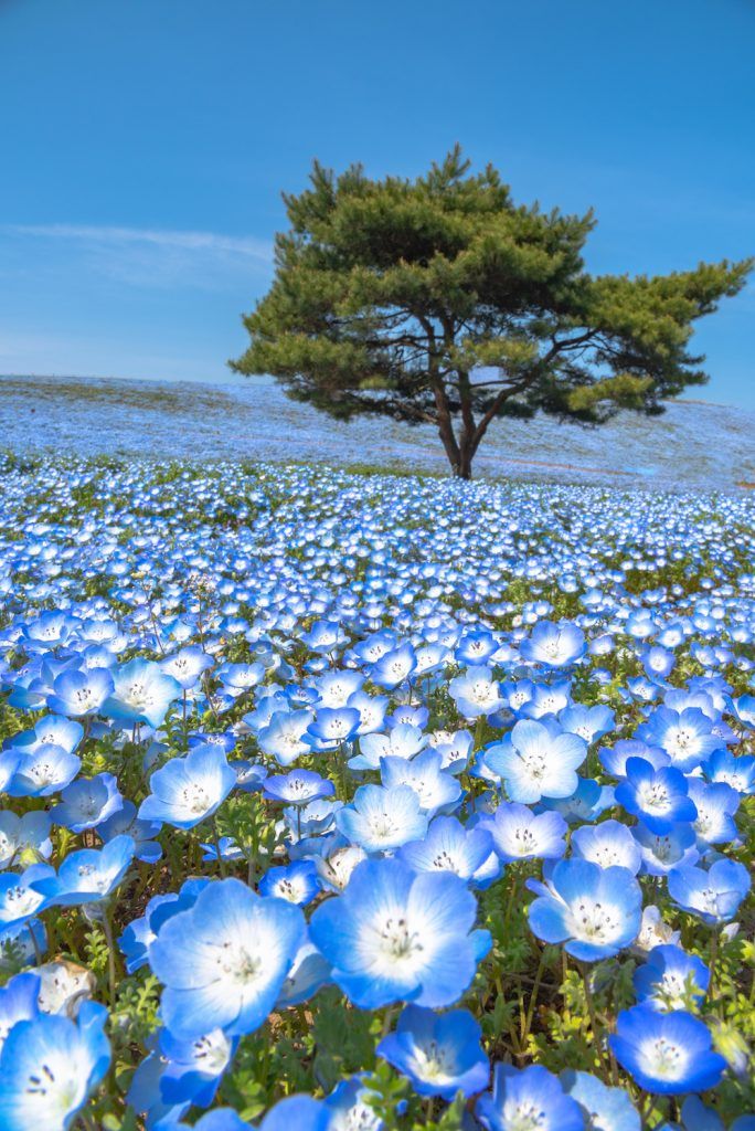30 Most Beautiful Places in Japan that you should include in your itinerary