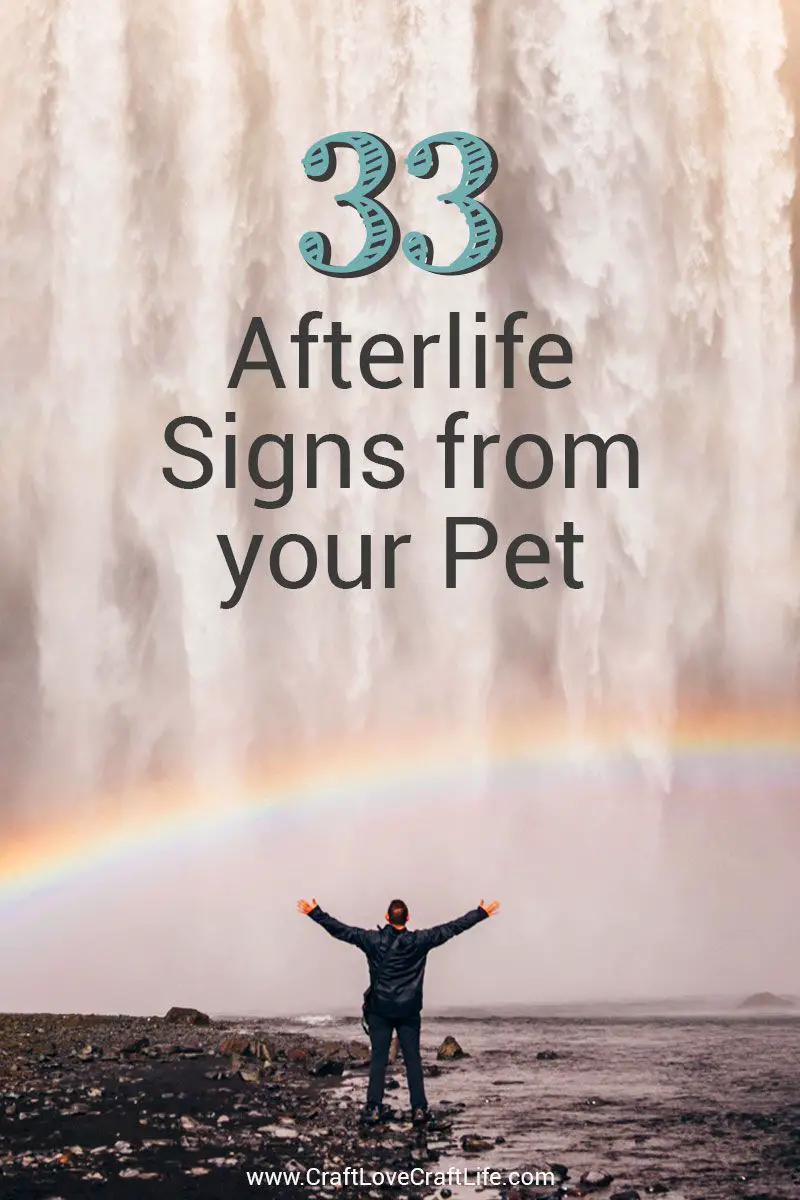 33 Afterlife Signs from your Pet | Grief Journey | Pet Loss | Guardian Angel