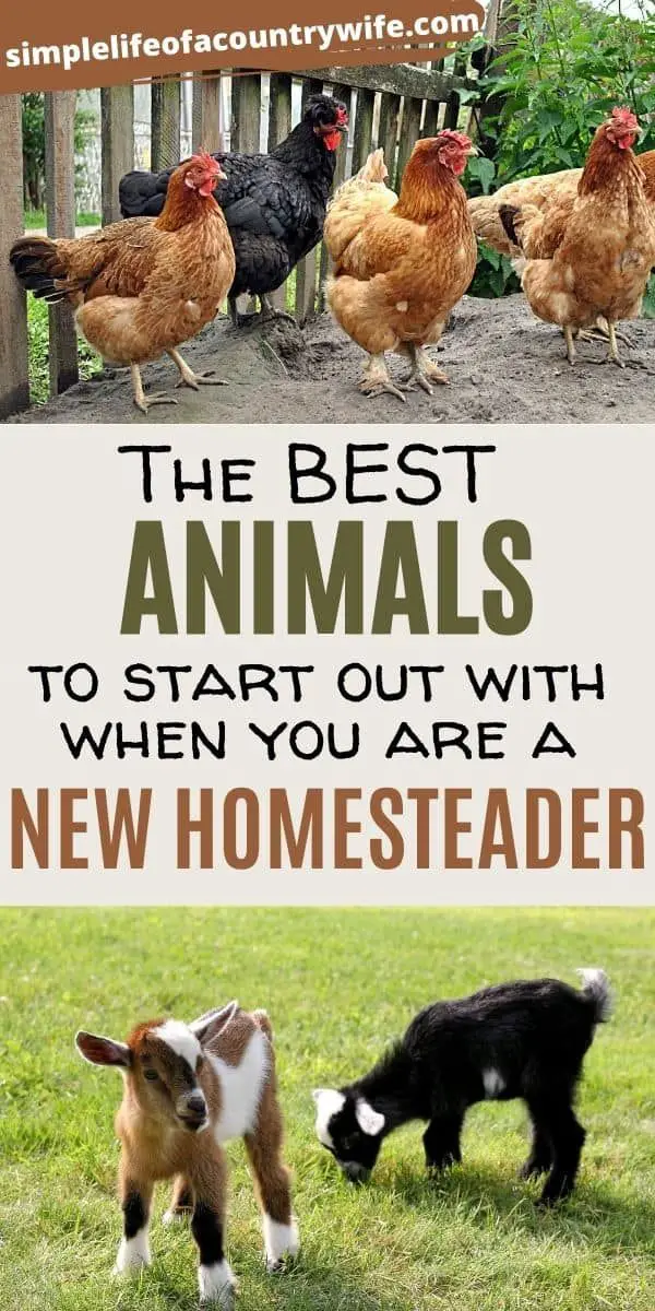 4 of the Best Animals to Start out With When you are New to Homeseading