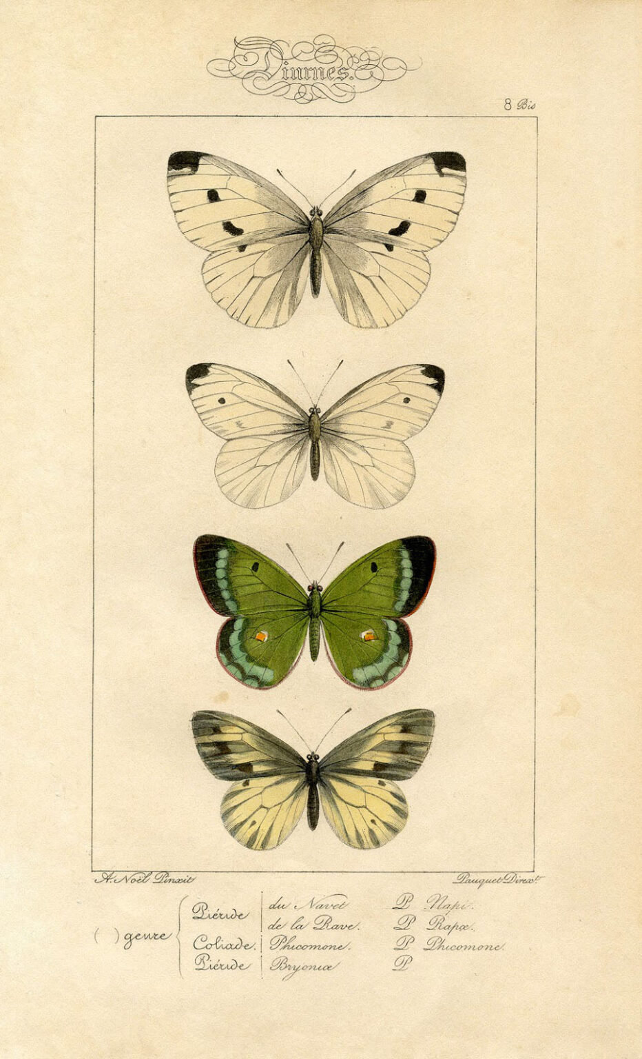 5 Natural History Moth and Butterfly Prints!