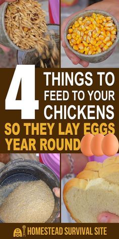 A high protein chicken treat your hens will love.