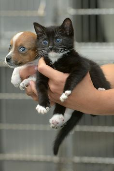 Being all puppy and kitten eyed together.