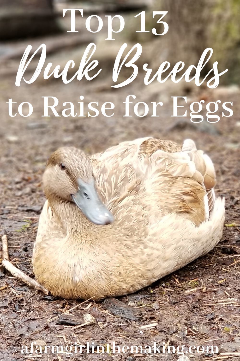 Best Egg Laying Ducks