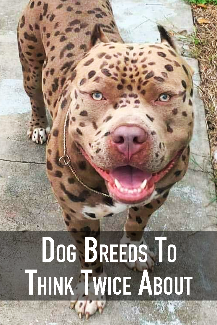Dog Breeds To Think Twice About