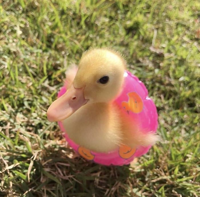 Duckling In A Ducky Float
