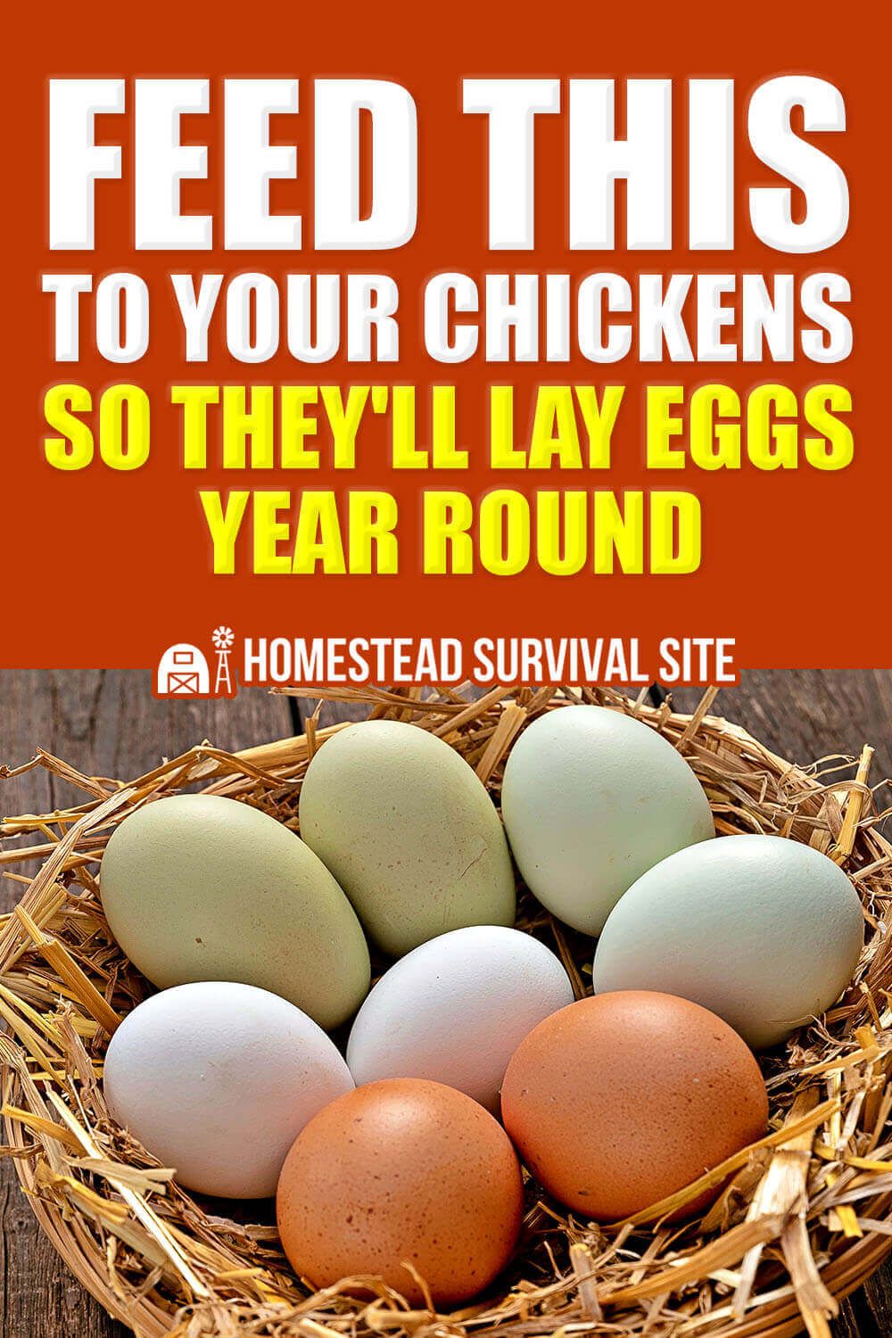Feed This to Your Chickens So They Lay Eggs Year Round