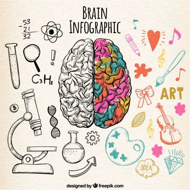 Free Vector | Fantastic human brain infographic with color details
