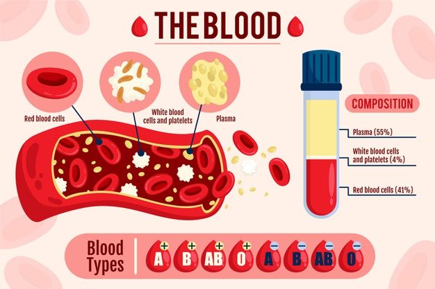 Free Vector | Hand drawn blood infographic