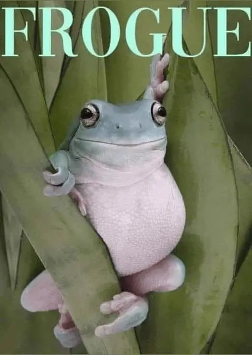 Funny Frog Memes Full of Ribbit-Worthy Jokes