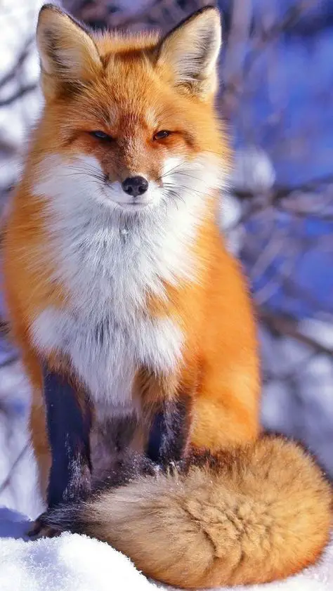 High-Quality Gathering Of Fox Pictures To Spread The Love (15 Pics)