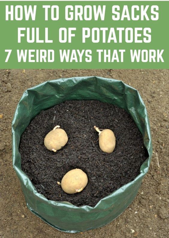 How To Grow Sacks Full Of Potatoes - 7 Weird Ways That Really Work