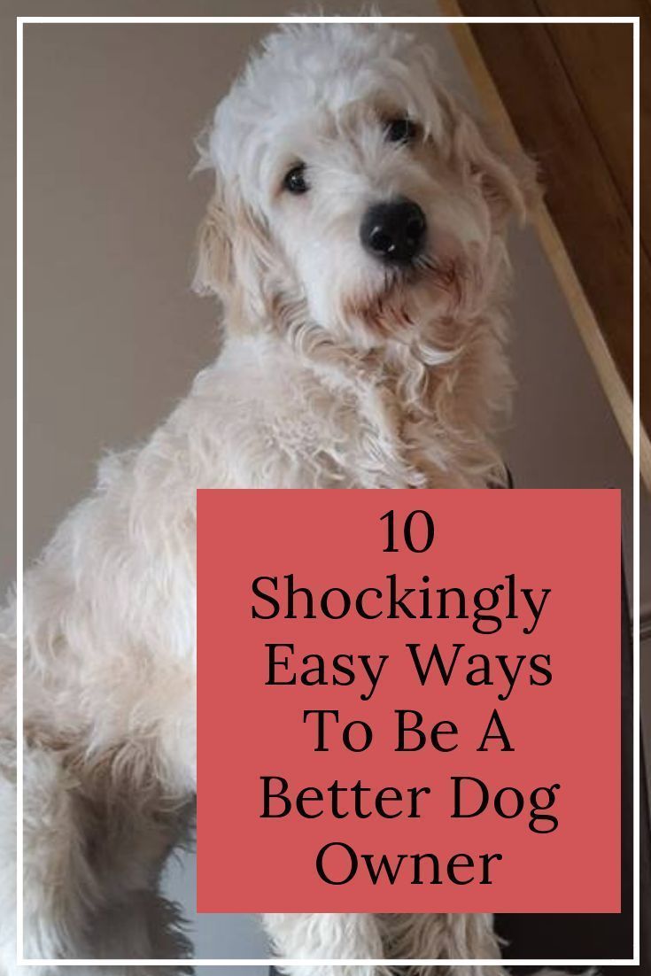 How to Be a Better Dog Owner - Waggy Tales