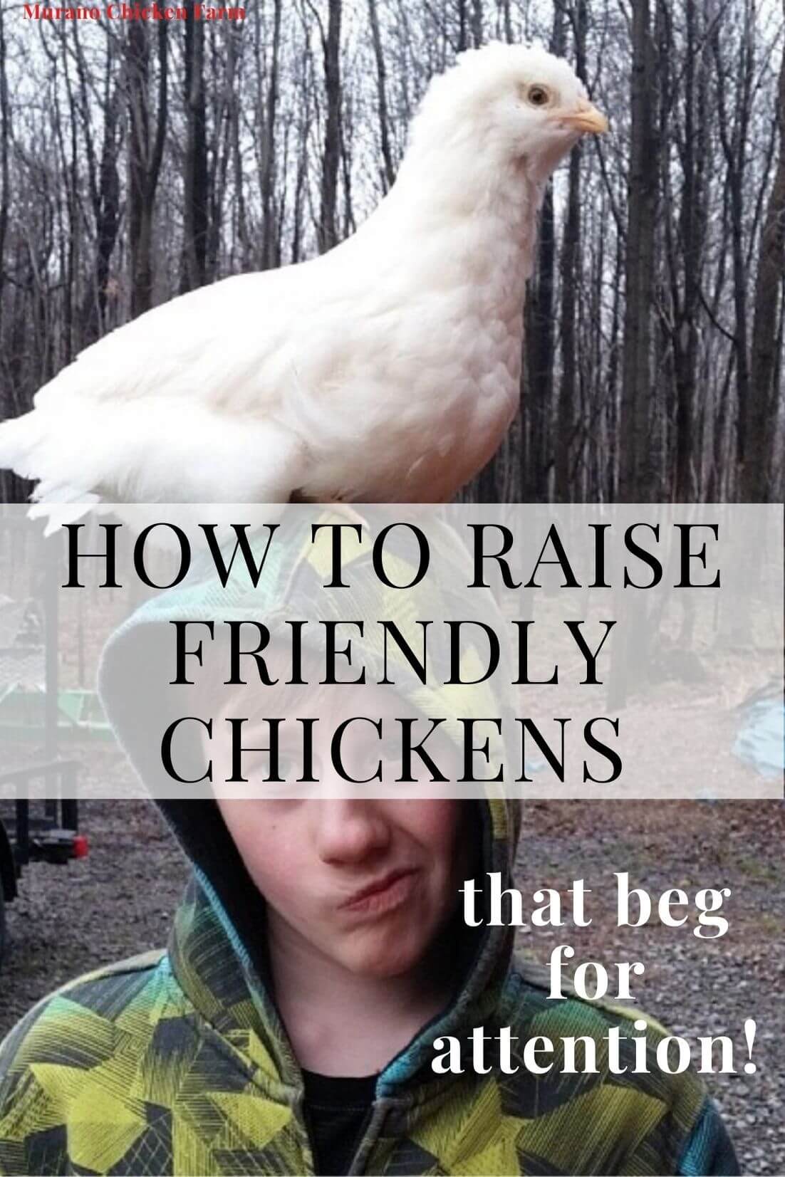 How to raise tame chickens