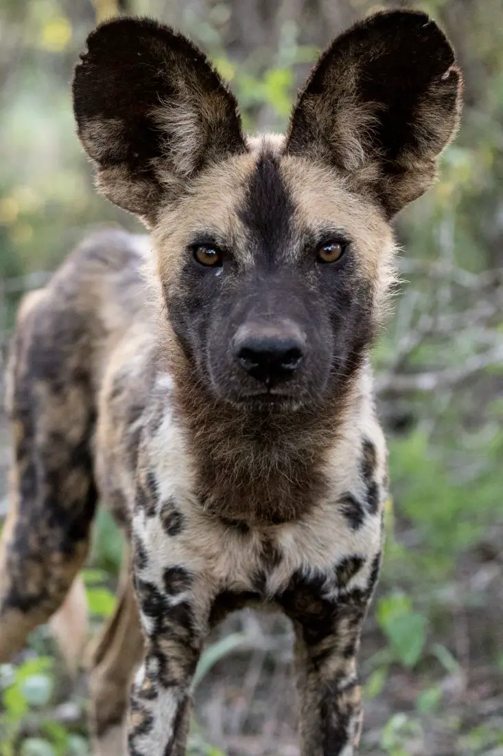 Interesting facts about our favourite painted predator: The African wild dog