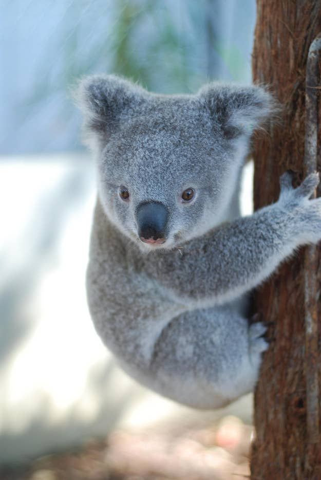 Orphaned Baby Koala Story Has A Happy Ending