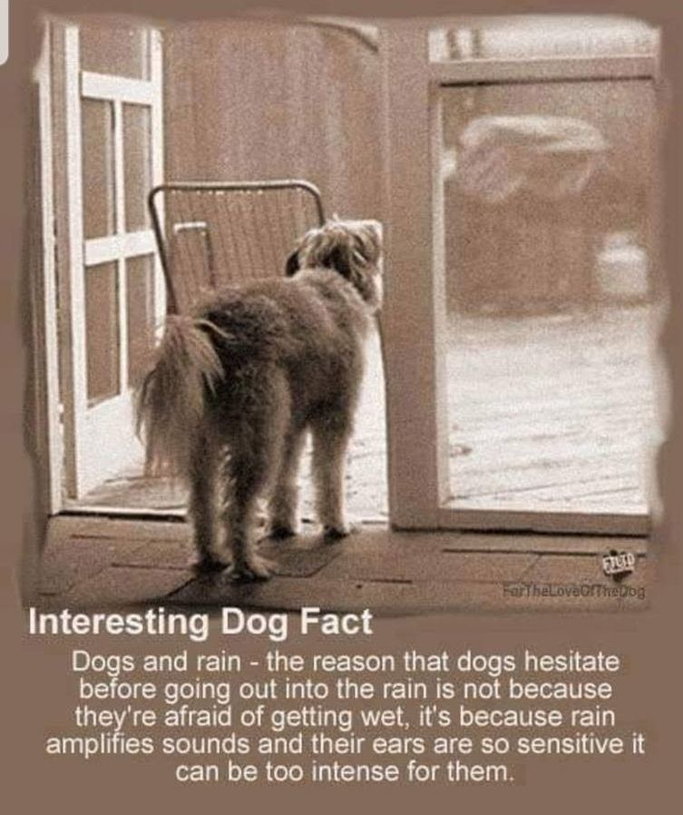 Rainy Puppy?