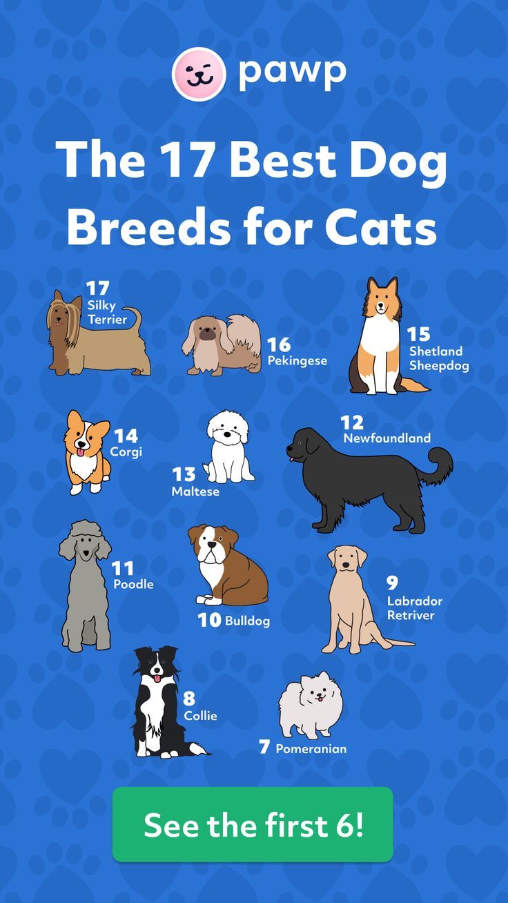 The 17 Best Dog Breeds For Cats