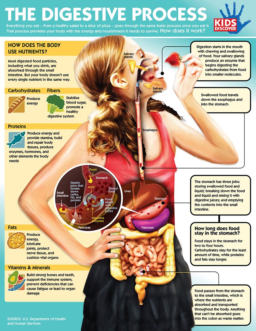 The Digestive System | Kids Discover Online