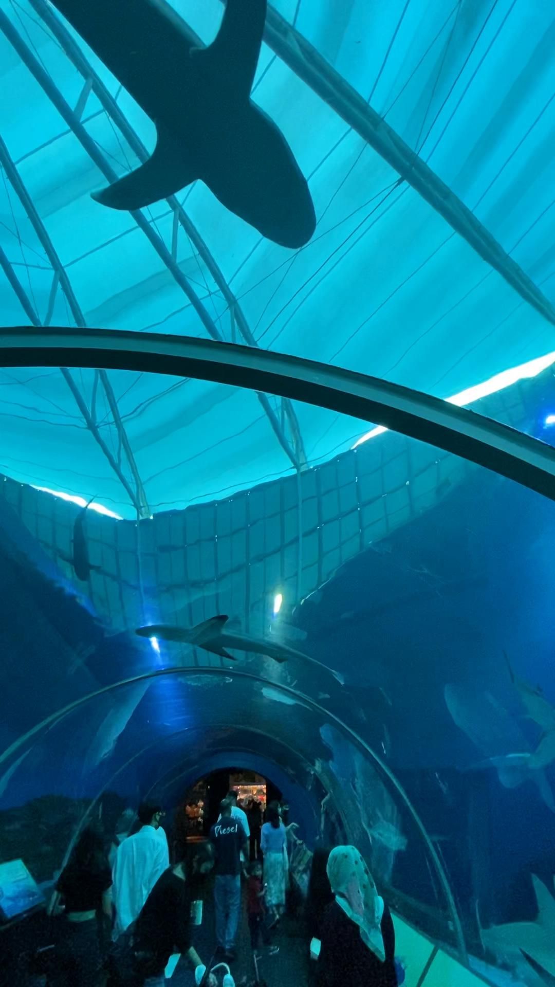 Would you swim in this shark tank? Why?