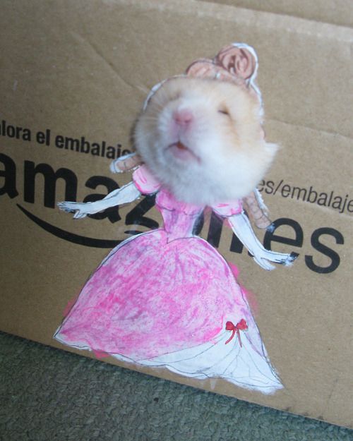 You Need To See The World's Most Fashionable Hamster