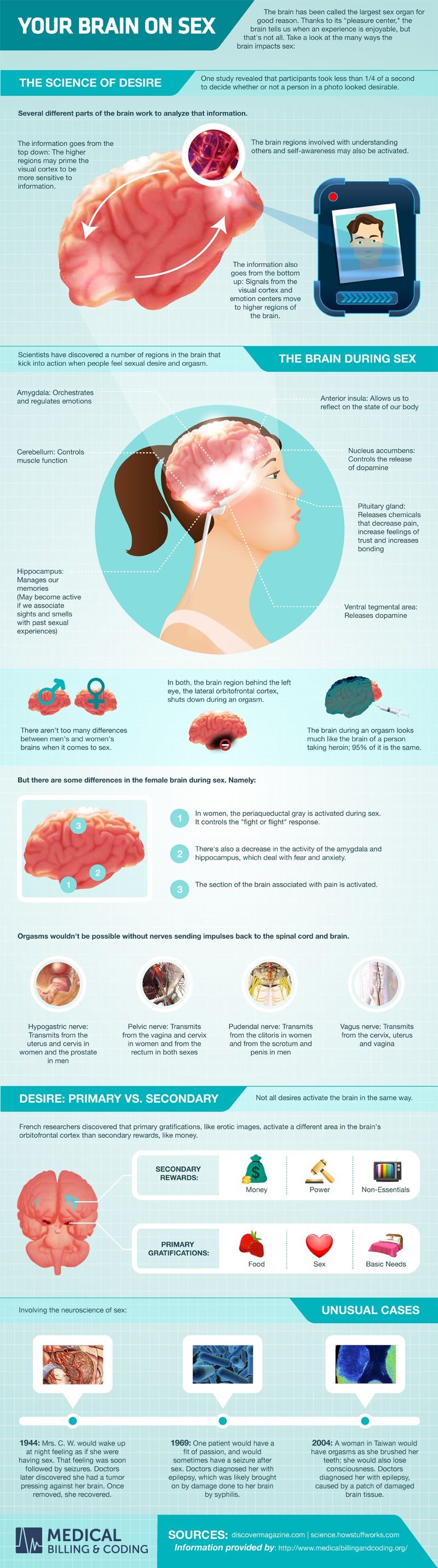 Your Brain on Sex (Infographic)